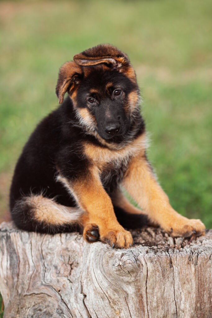 dog